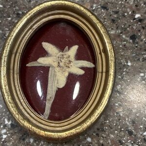 Vintage Edelweiss Pressed Flower in Gold-Tone Frame